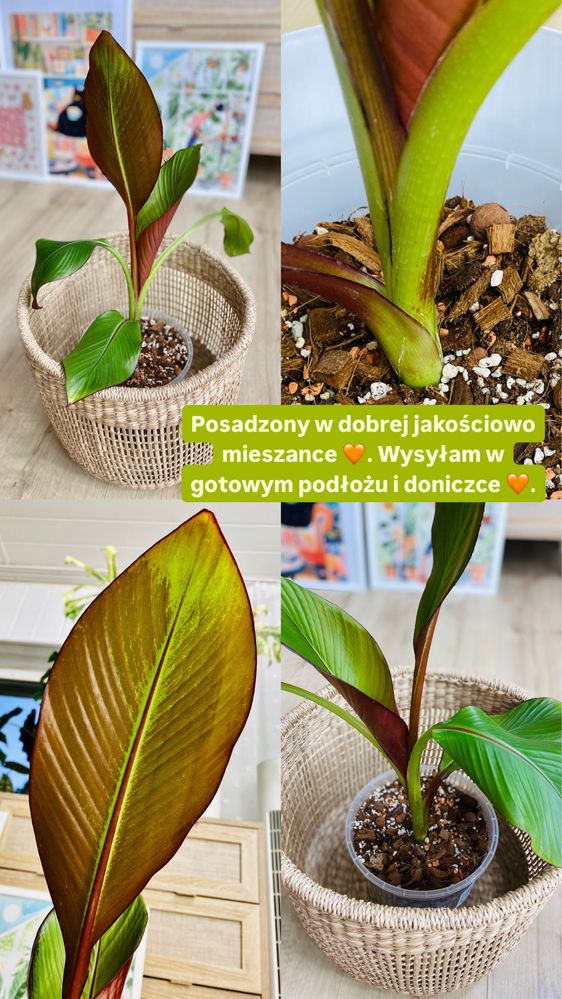 Bananowiec musa ensete ventricosum maurelli variegata trikolor rzadki