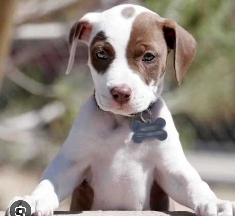 Продаються цуценята Американського Підбультерєра!!!