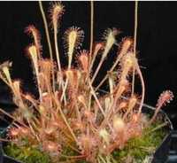 Nasiona rosiczki Drosera nidiformis x50 rosiczka