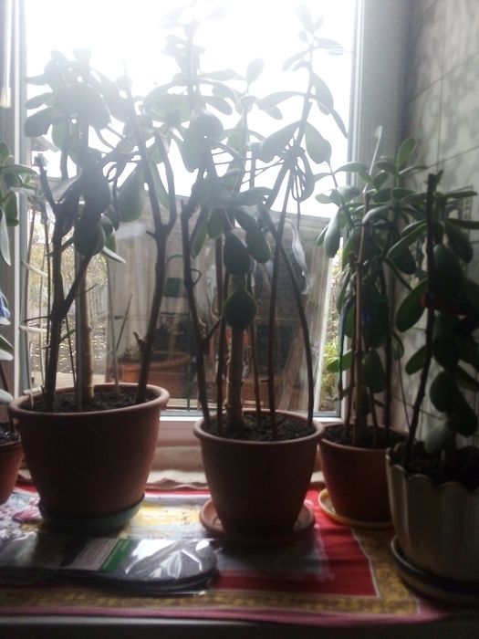 Денежное дерево  продам