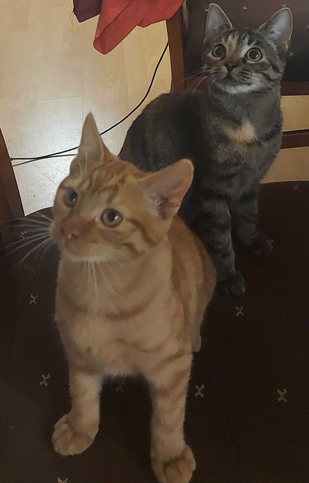 Piękne dwa kociaki