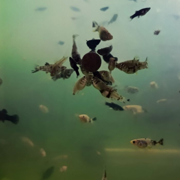 Sprzedam młode molinezje