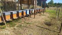Enxames de abelhas para venda.