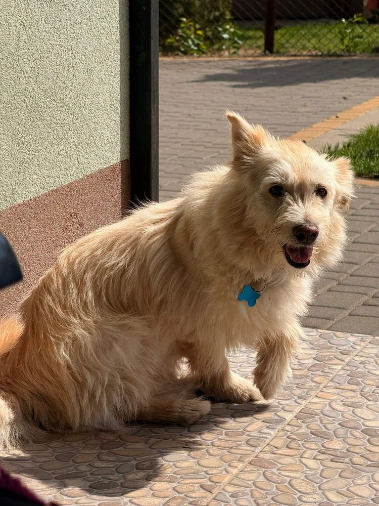 Do adopcji przesympatyczny Kokosik