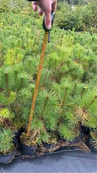 Sosna czarna Pinus Nigra