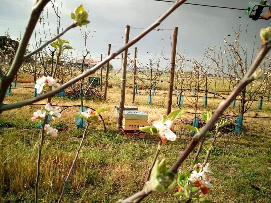 Polinizacão de culturas e pomares