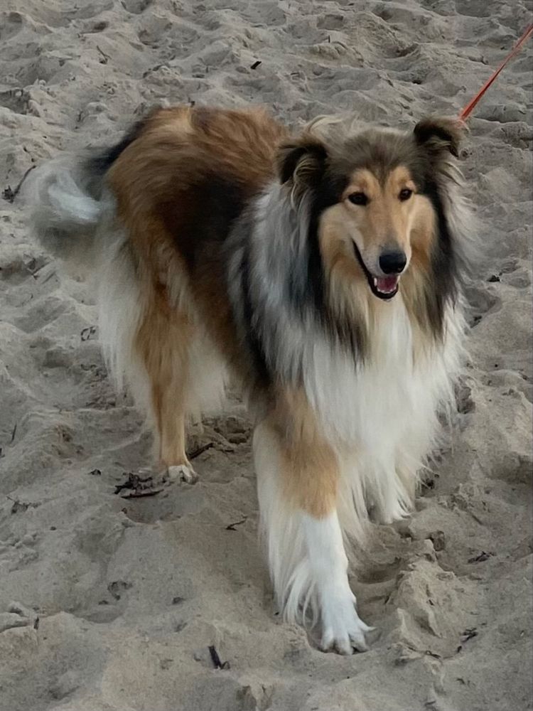 Szczeniak Owczarek Szkocki Długowłosy Collie