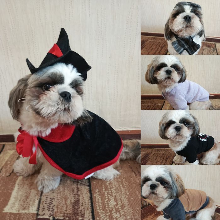 Одяг для собак до 10кг