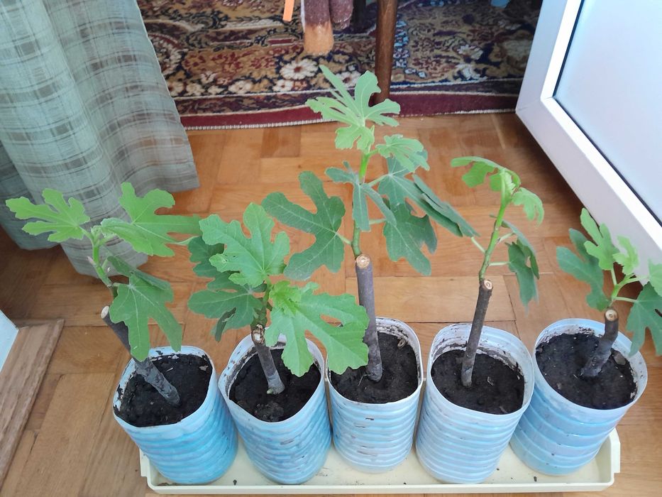 Растения инжира разных сортов