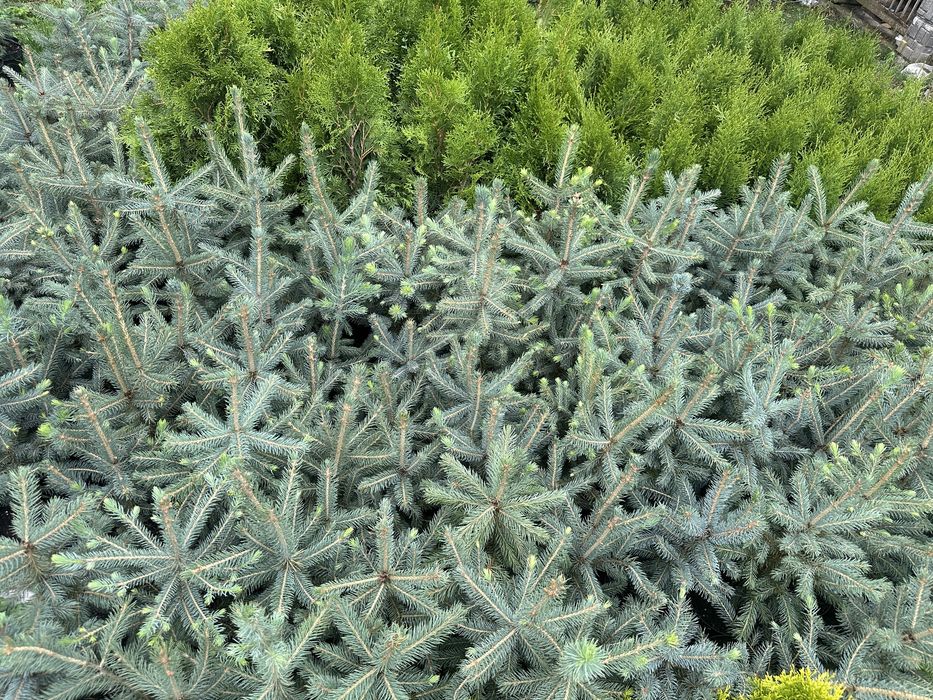 Саджанці Голубої Ялини Кейбаб 45см , горщик 2.5л, Keibab