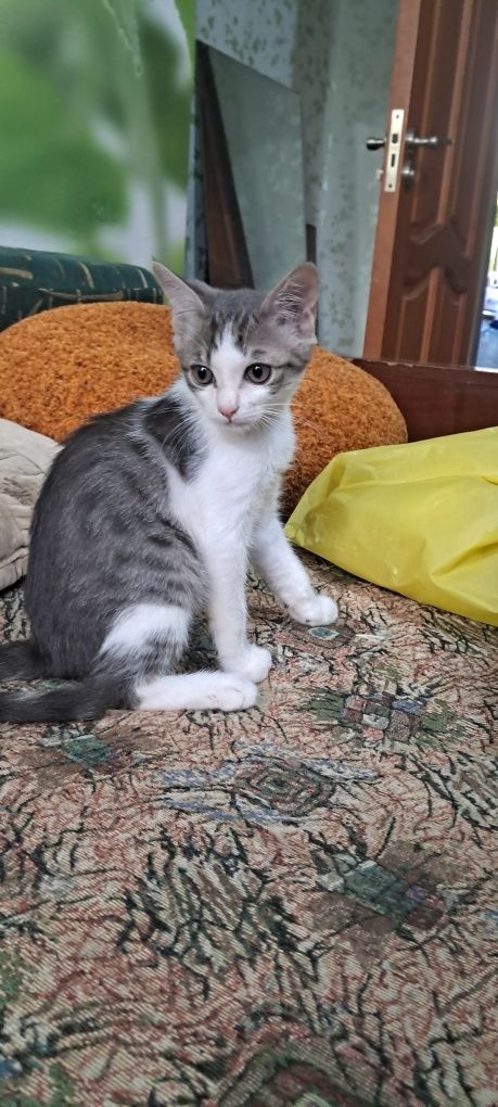 Дарю котят бесплатно