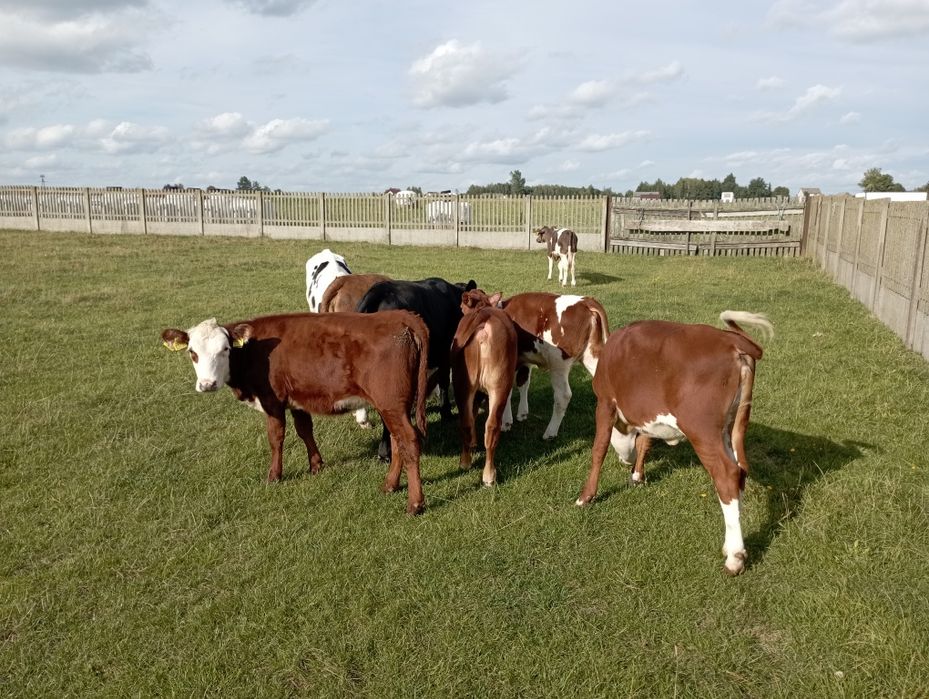 Jałówki mięsne polskie 15szt