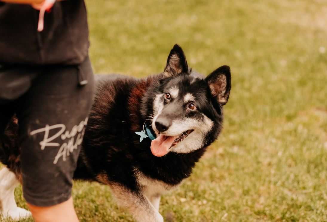 Świetna kandydatka na psijaciela rodziny poleca się do adopcji!!!