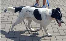 Pies BEN 1,5 roku,mieszaniec z Border Collie