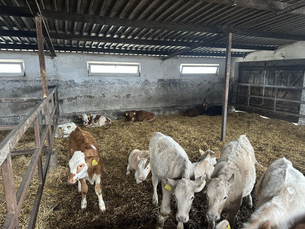 Jałówki mięsne 11 sztuk