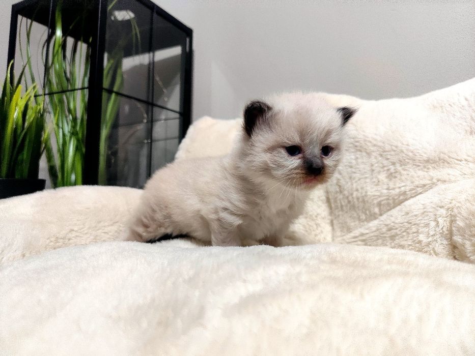 Kociak syberyjski/ Neva Masquerade rodowód WCF