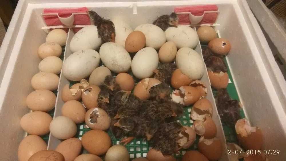 NOWY!! Energooszczędny inkubator do wylęgu 80 jaj