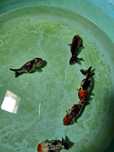 Oranda ranchu 8/9cm