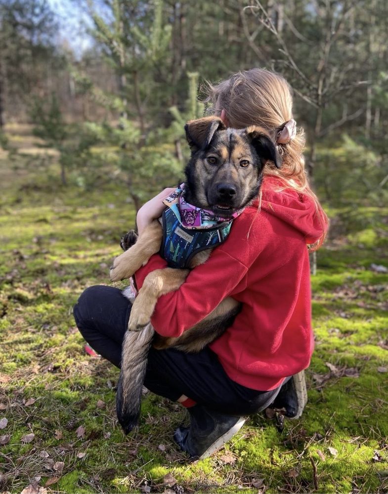 Holly - 10 miesięczna sunia marnuje się w schronisku