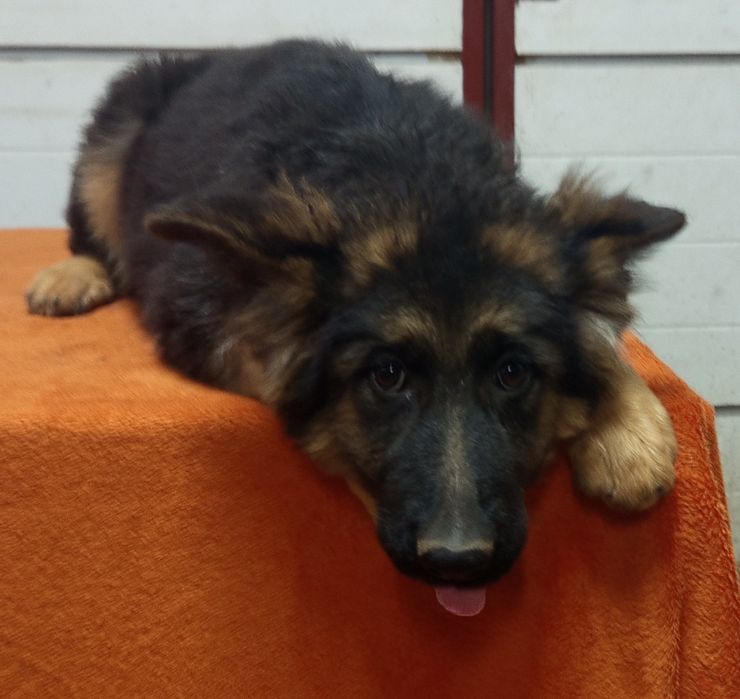 Sprzedam szczeniaka Owczarek Niemiecki Długowłosy