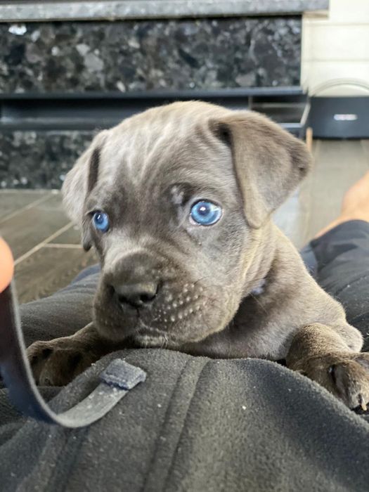 Вязка  злучка коне корсо голубий окрас   гарна родословна