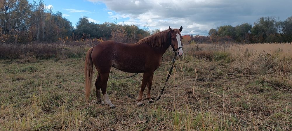Продажа лошадей г Путивль