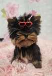 York yorki piesek mini xxs  zkwp fci