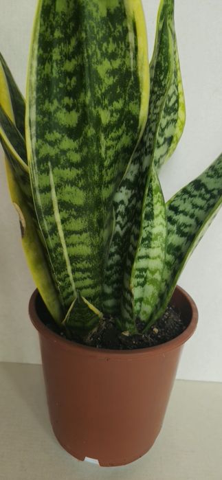 Planta Espada de São Jorge Vaso 13 cm