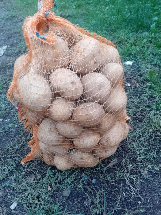 ziemniaki ilości hurtowe