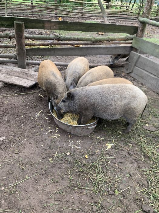 Продам поросяток корейські