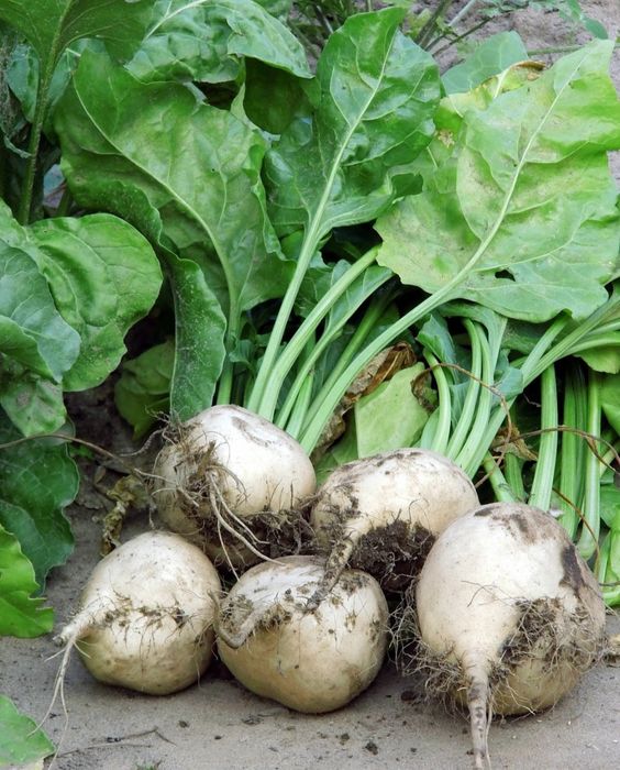 Burak pastewny  bialy