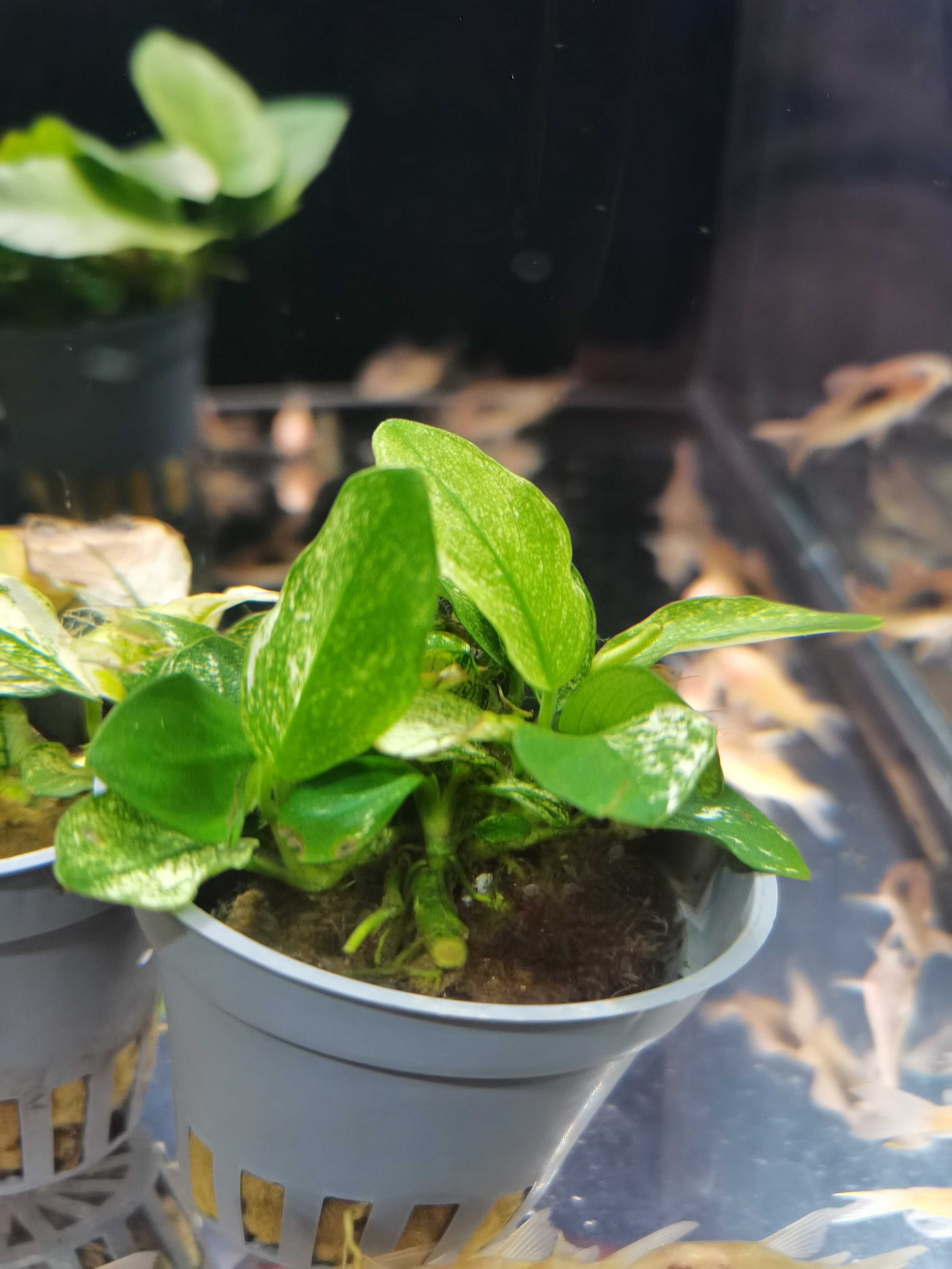 Anubias Pinto / SKLEP SKALAR