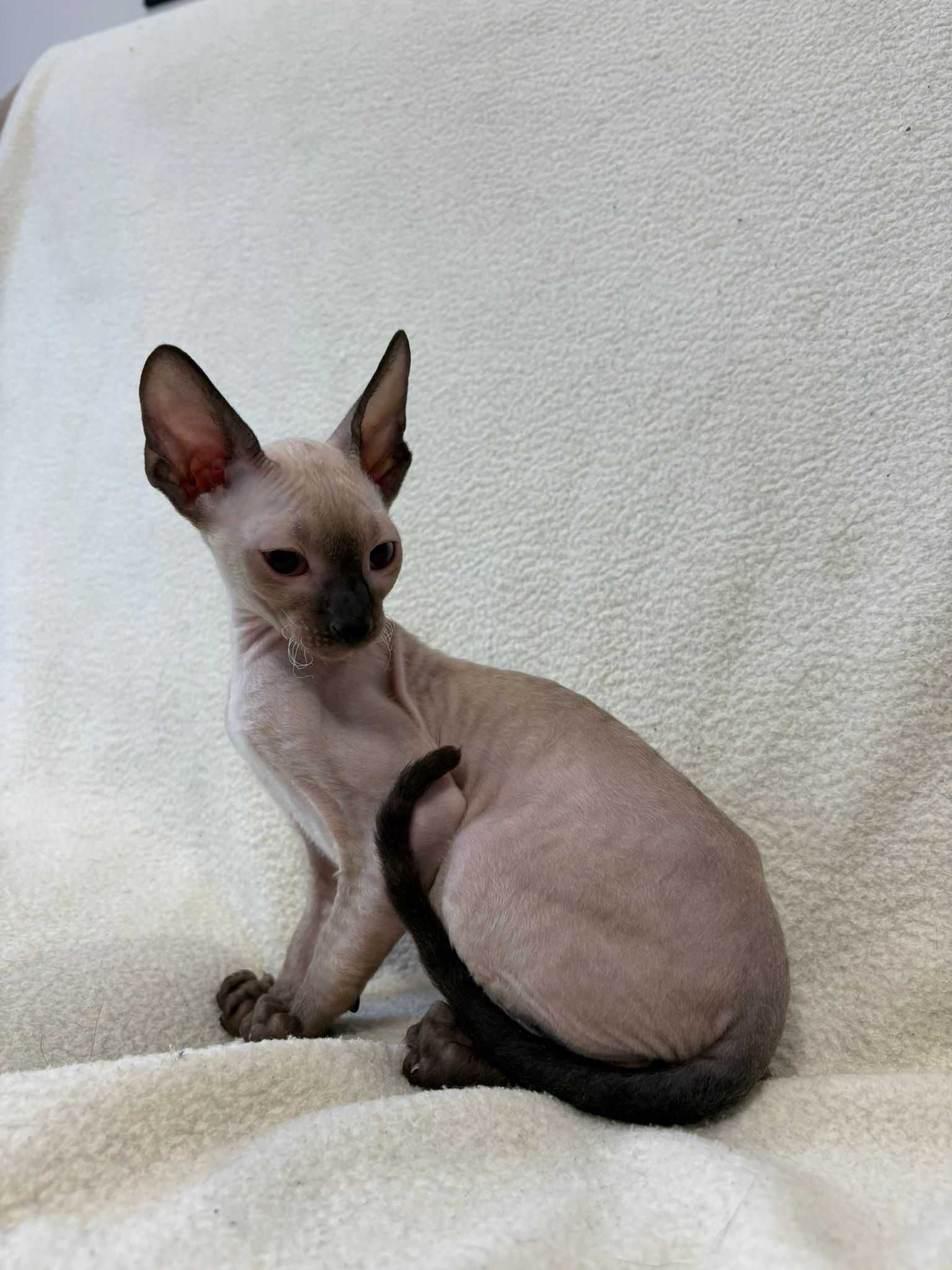 CORNISH REX - Dostępny kocurek o imieniu WOJTEK Hodowla: MatiMalwa*PL