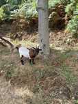 Vendo casal de cabras anãs