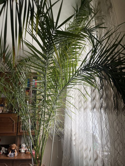 Пальма фінікова вазон