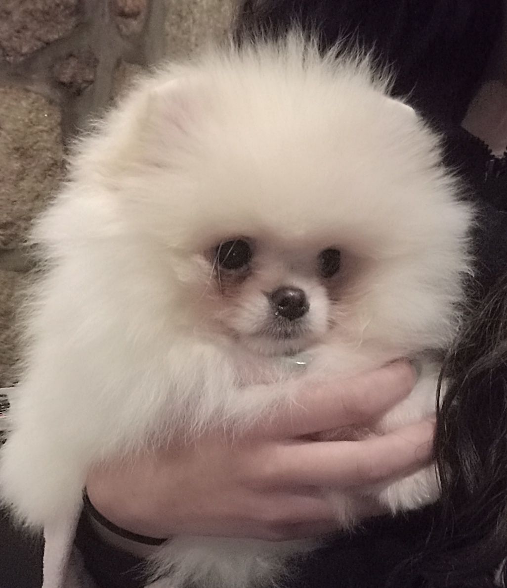 Cuidadora de cães