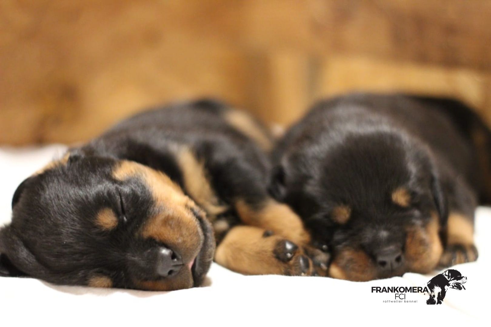 Rottweiler top piesek rodowód Zkwp/FCI