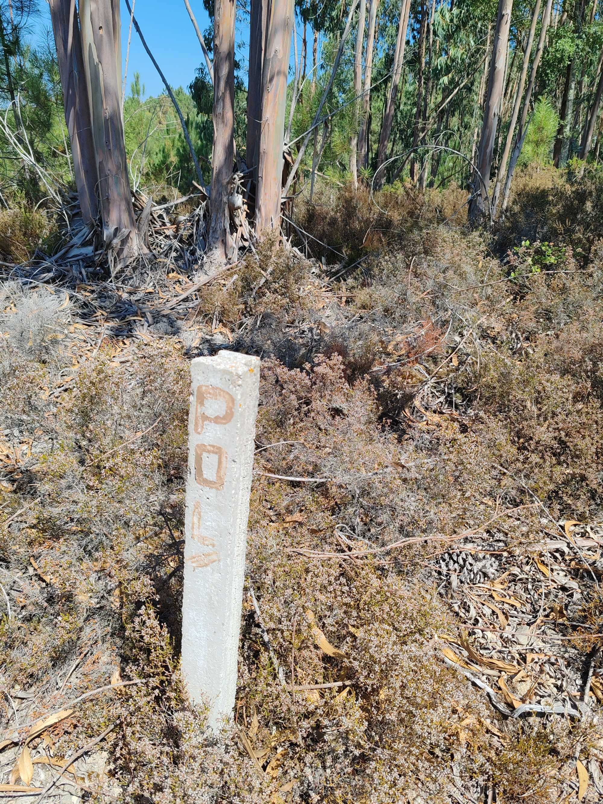 Florestal e construção quase quatro hectares-20km de Coimbra