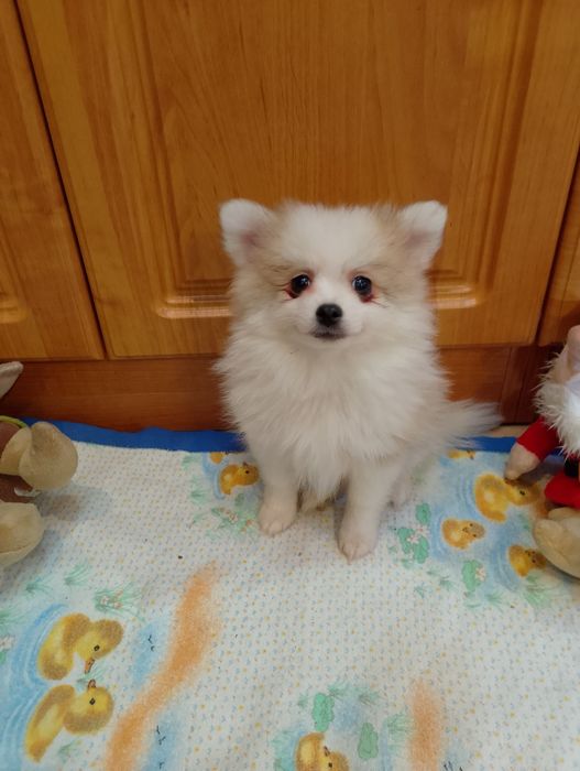 Szpic Miniaturowy Pomeranian Piesek