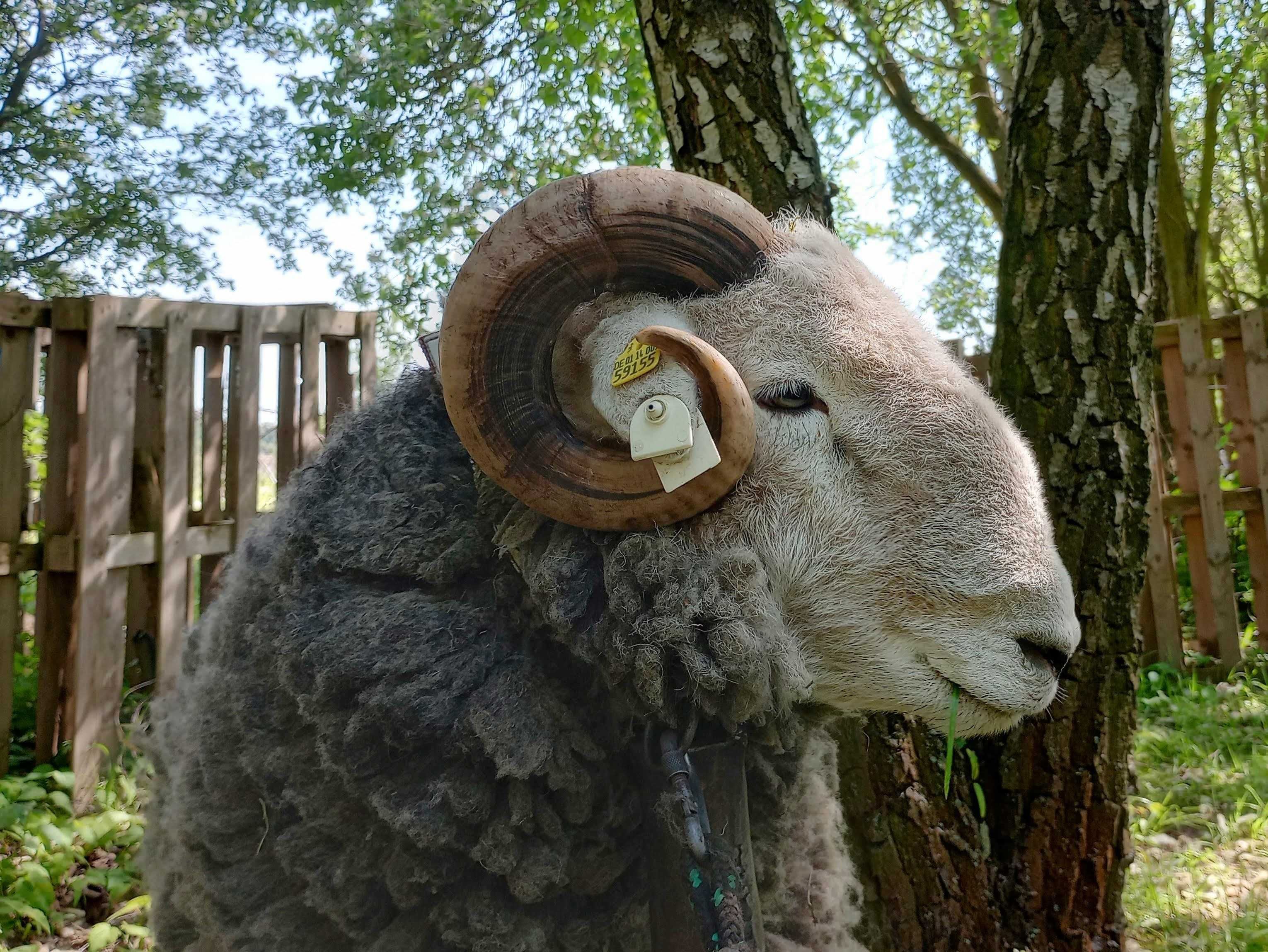 Jagnięta po angielskim baranie rasy herdwick (okazja!)