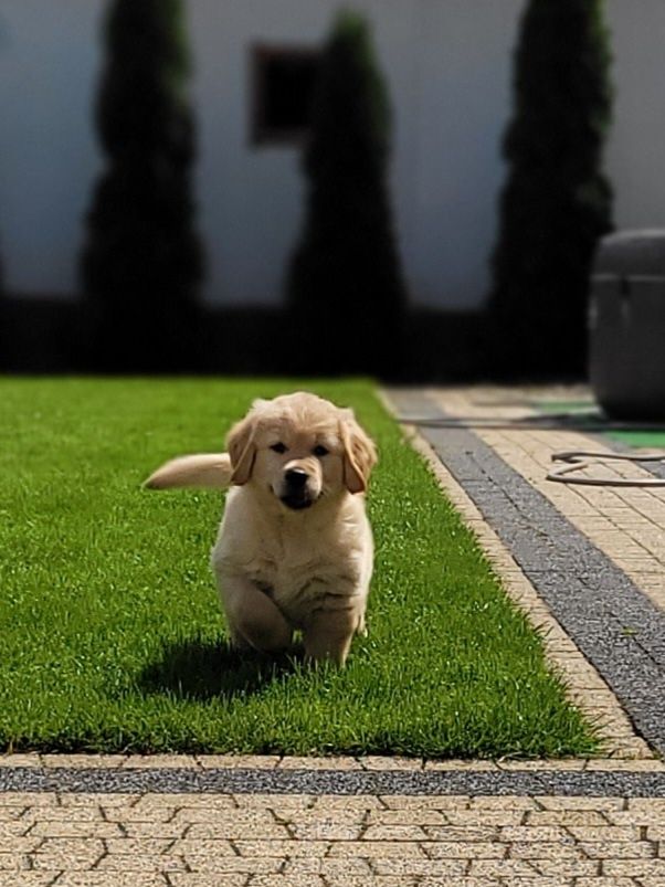 Golden Retriever Kremowo Złoty Śliczny Zapraszam