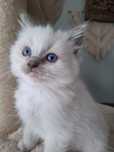 Ragdoll Chłopiec blue mitted mizasty pięknie ubarwiony FPL