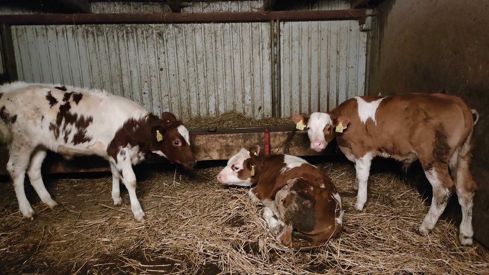 cieliczka rasy RW, byczek rasy SM