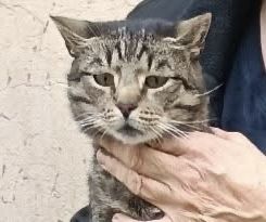 Smutny Stefanek wyrzucony na ulicę- szukamy domu