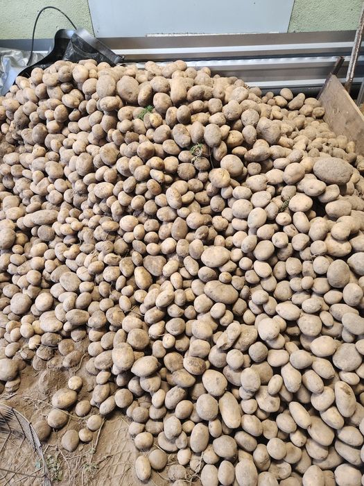 Ziemniaki Jurek i Ignacy 15kg