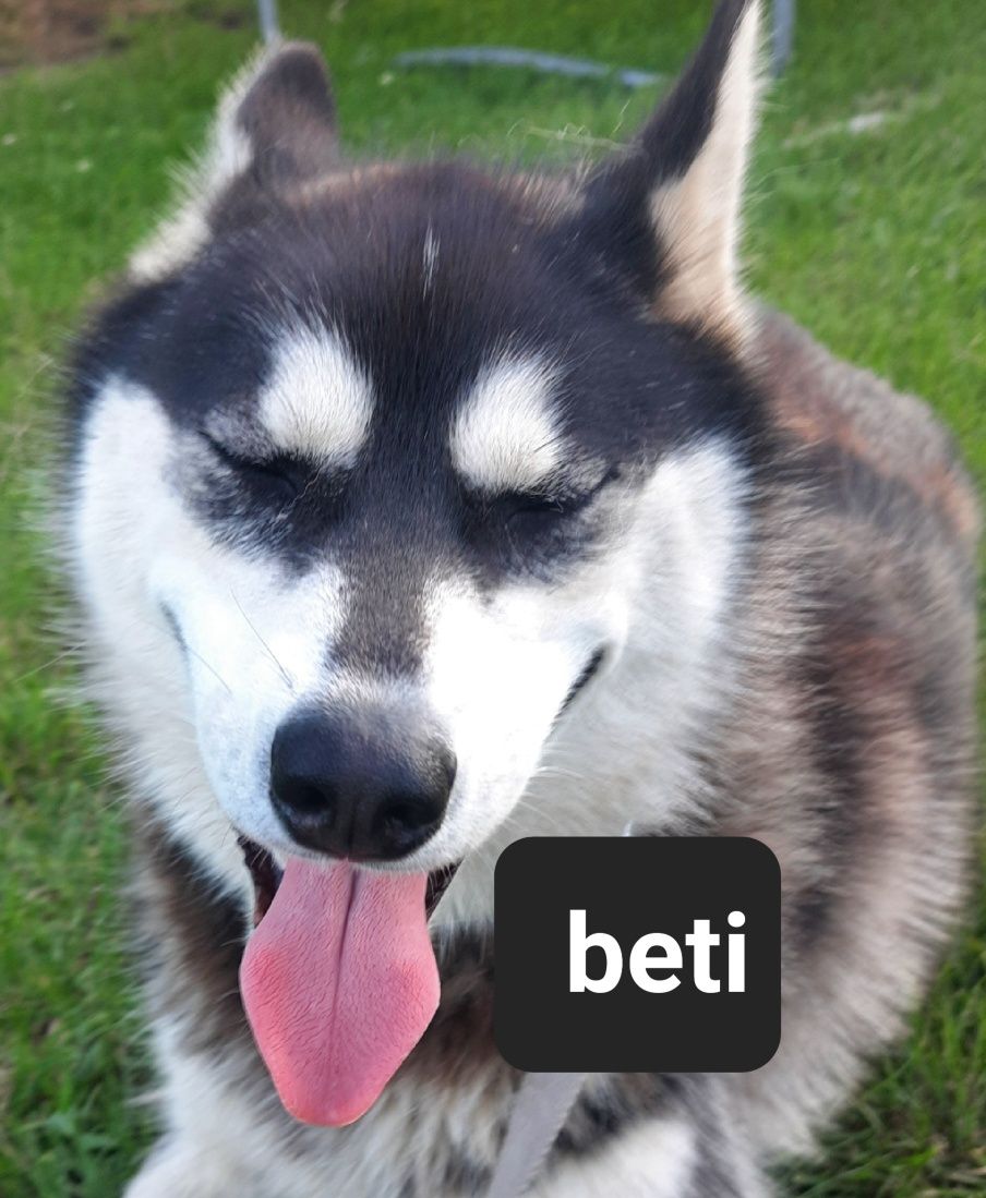 Suczki syberiany husky