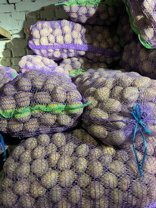 Картопля насінева, сорт Зоряна