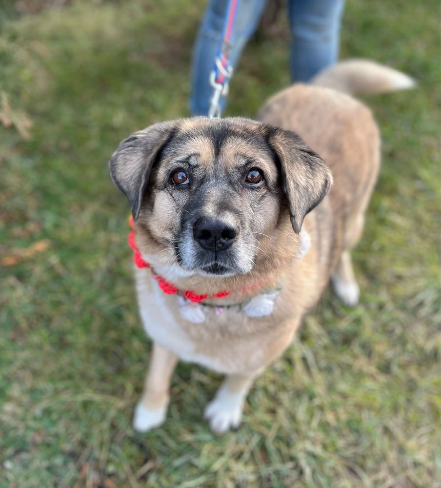 Całe życie ludzie ją zawodzą. Co będzie dalej? Do adopcji