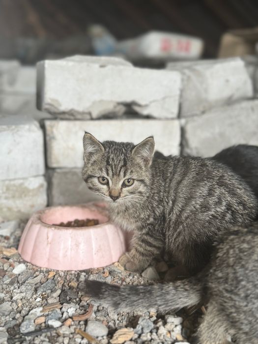 Котята Метис породи Бомбейських та Лі Хуа