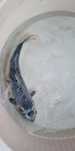 Carpa Koi - 35 cm